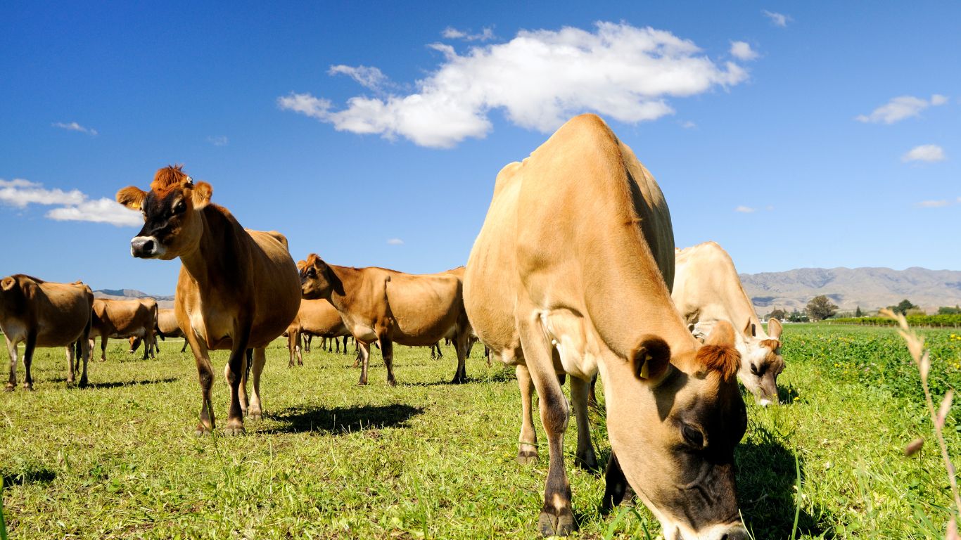 Vaga jersey - vaca marrom, - vaca de leite - vaca leiteira - vaca em goiás - vaca em Formosa